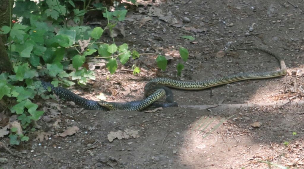 Combattimento tra biacchi (Hierophis viridiflavus viridiflavus)